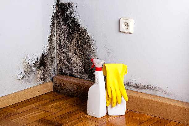 Best Certified Mold Removal  in USA